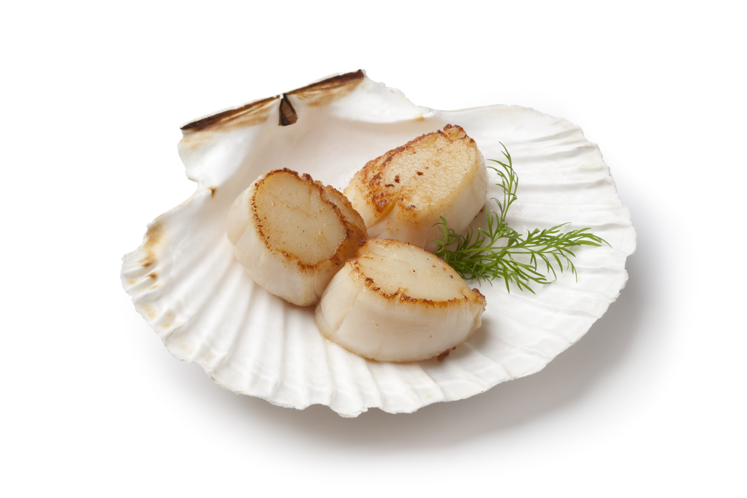 Your Guide To How To Cook Scallops