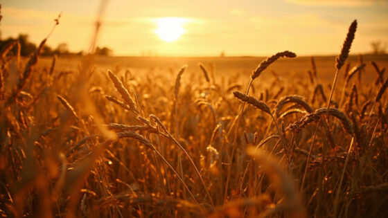 harvest