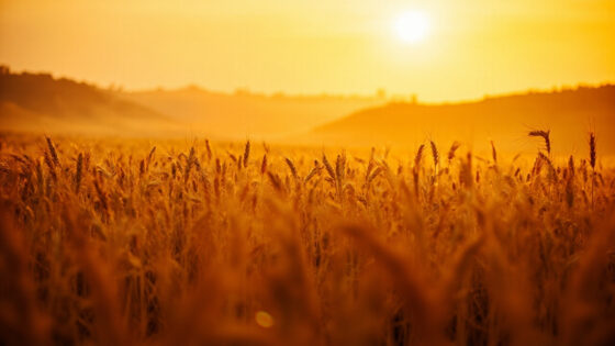 harvest