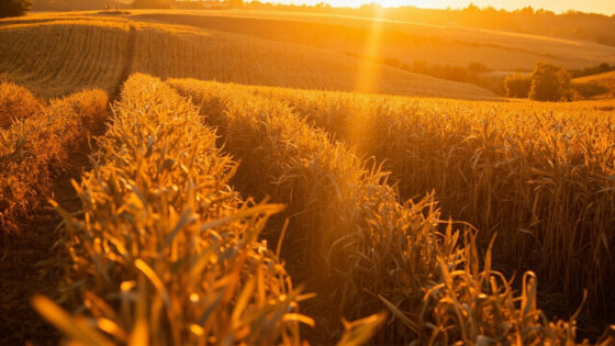 harvest