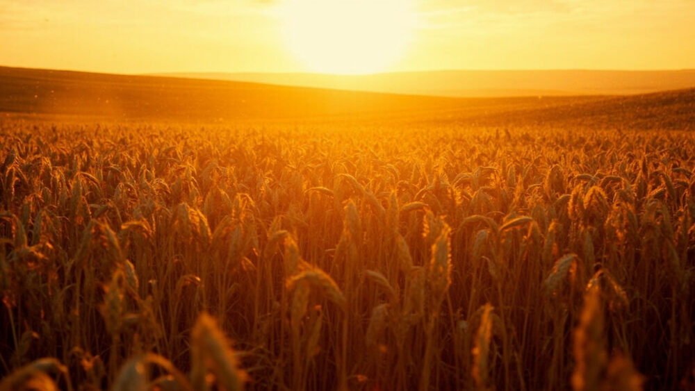 harvest