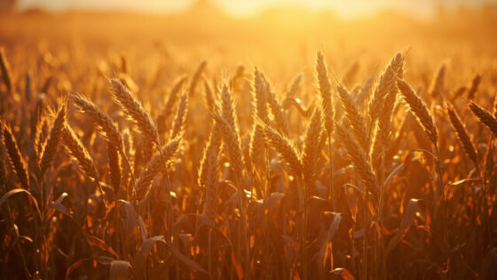 harvest