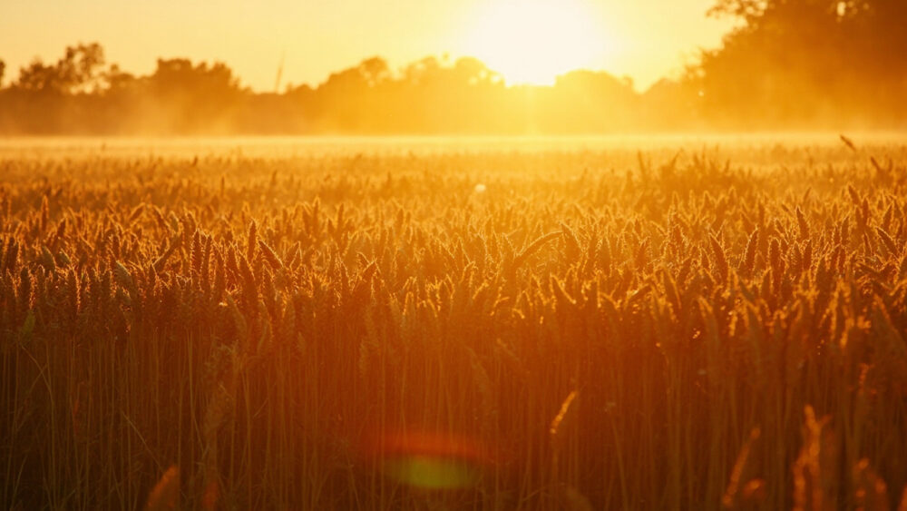 harvest