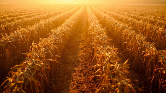 harvest